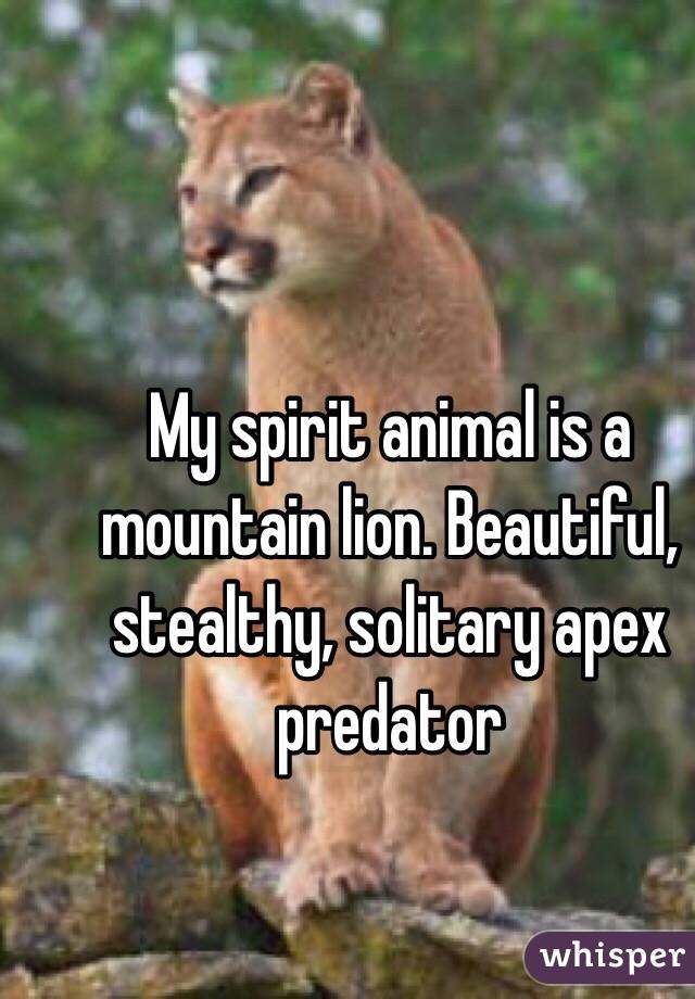 My spirit animal is a mountain lion. Beautiful, stealthy, solitary apex  predator