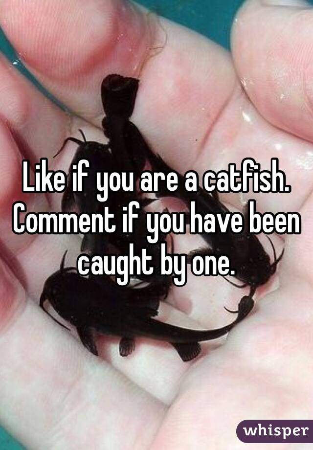 Like if you are a catfish. Comment if you have been caught by one. 