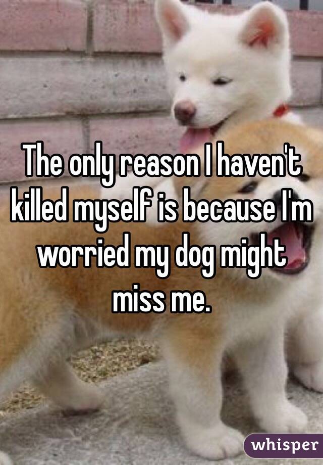 The only reason I haven't killed myself is because I'm worried my dog might miss me. 