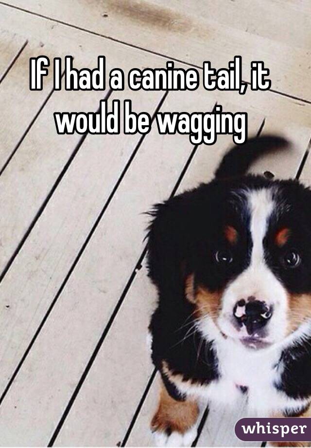 If I had a canine tail, it would be wagging 