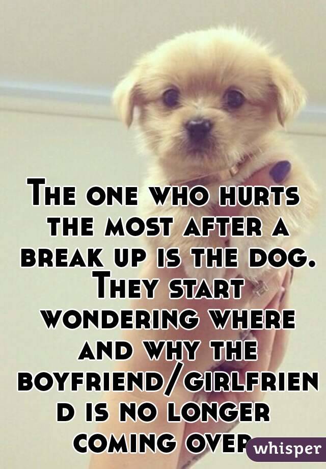 The one who hurts the most after a break up is the dog. They start wondering where and why the boyfriend/girlfriend is no longer coming over.