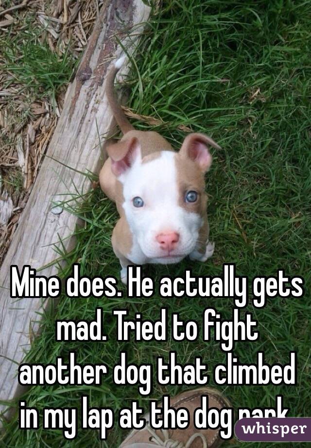 Mine does. He actually gets mad. Tried to fight another dog that climbed in my lap at the dog park. 