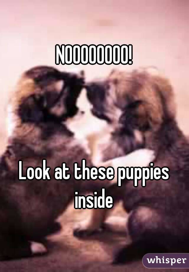 NOOOOOOOO!



Look at these puppies inside 