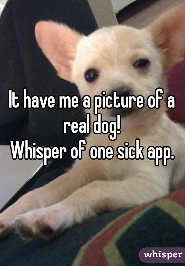 It have me a picture of a real dog! 
Whisper of one sick app.