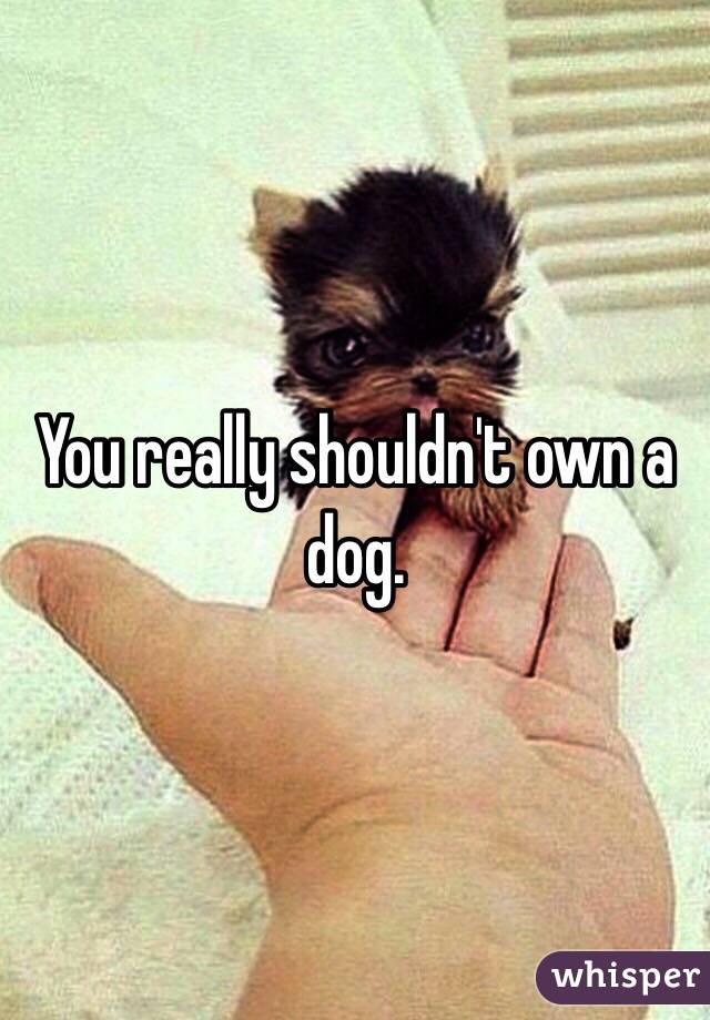 You really shouldn't own a dog.