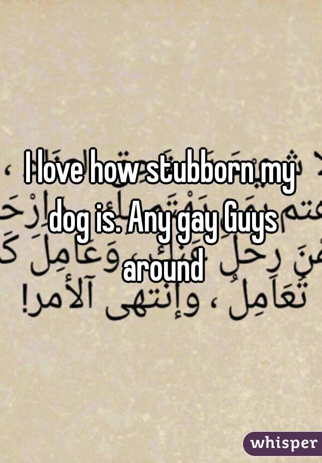 I love how stubborn my dog is. Any gay Guys around