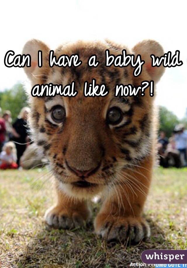 Can I have a baby wild animal like now?!