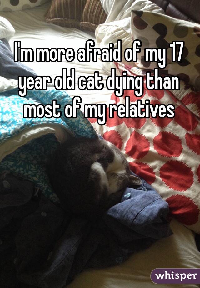 I'm more afraid of my 17 year old cat dying than most of my relatives 