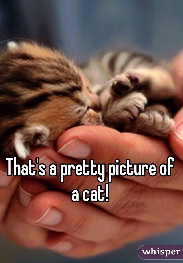 That's a pretty picture of a cat! 