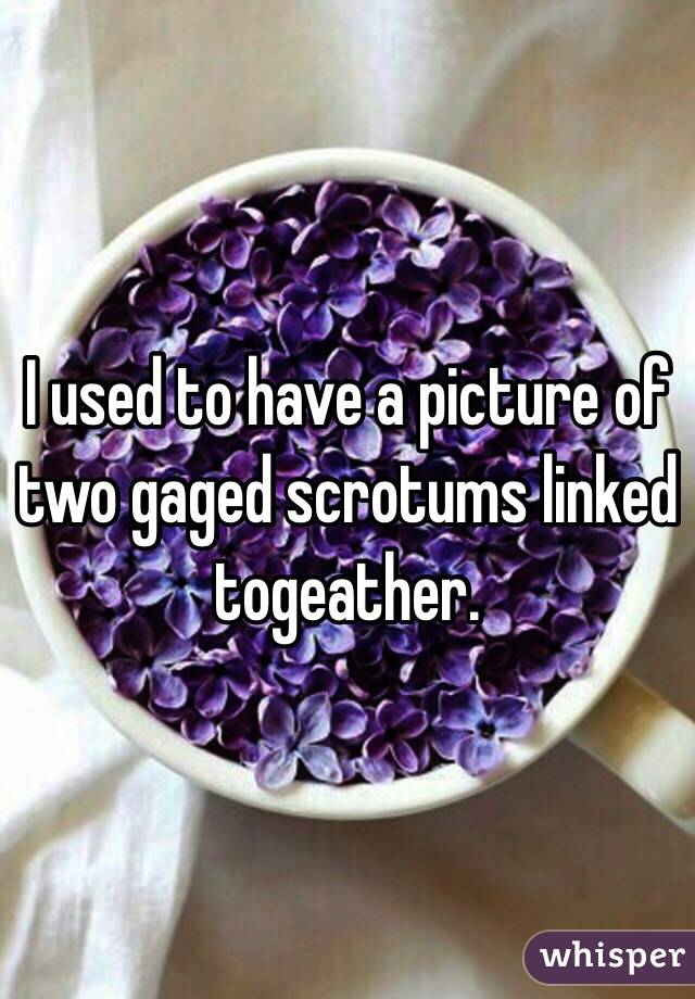 I used to have a picture of two gaged scrotums linked togeather.