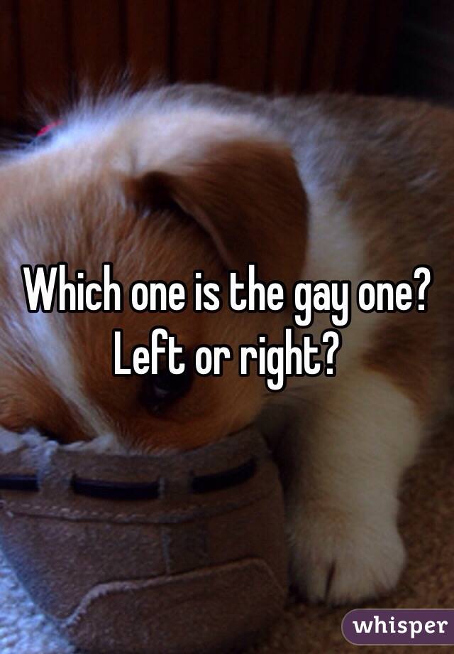 Which one is the gay one? Left or right?