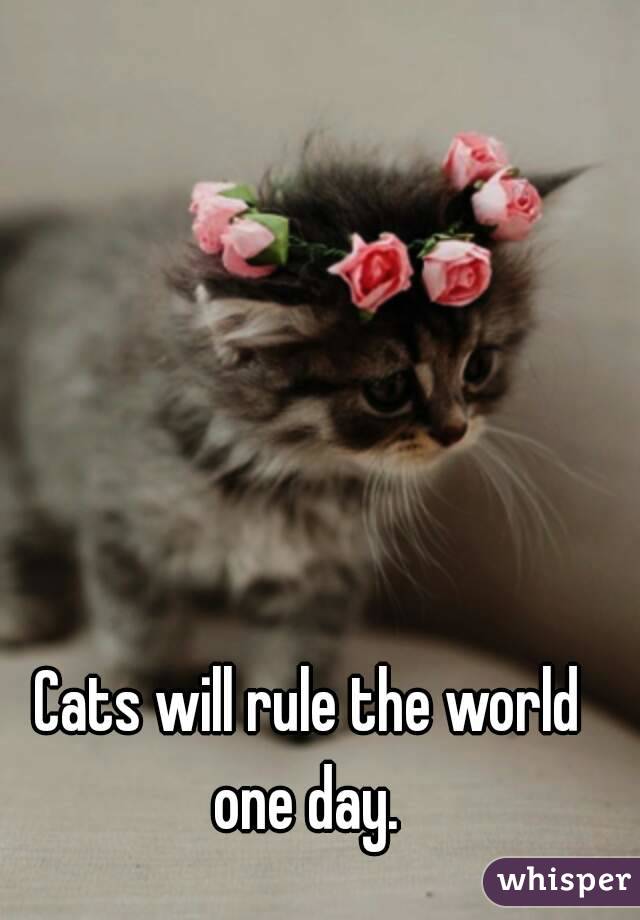 Cats will rule the world one day. 