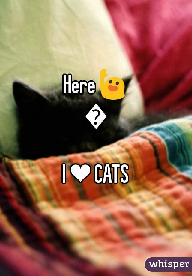 Here🙋🙋
I ❤ CATS