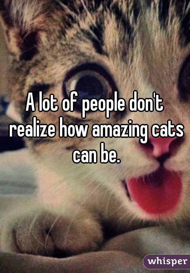 A lot of people don't realize how amazing cats can be.