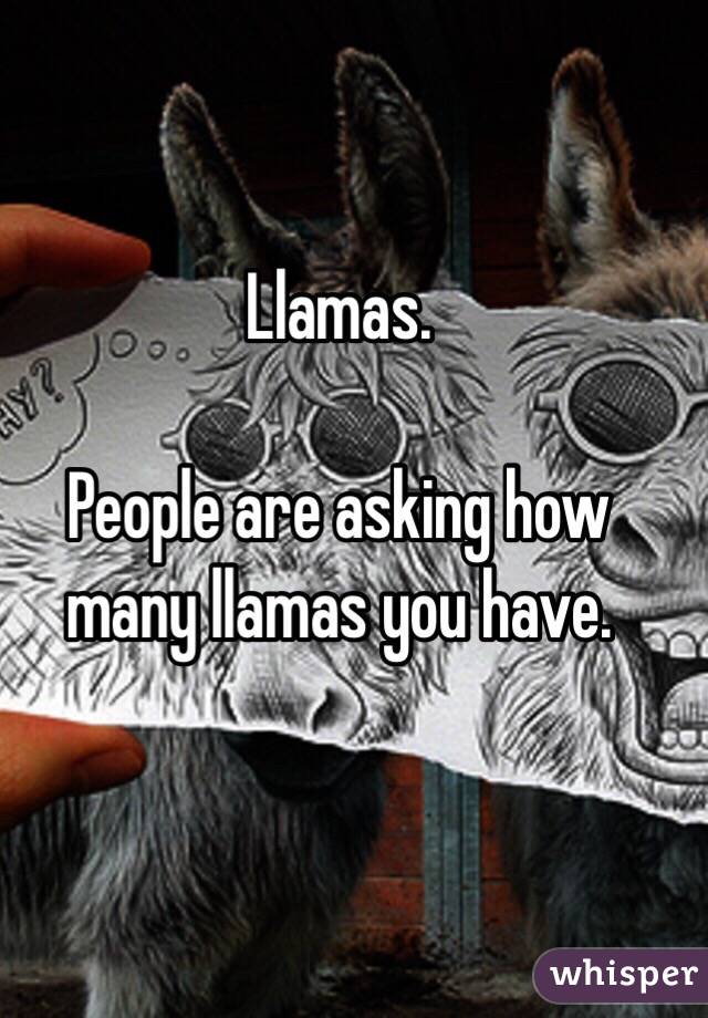 Llamas.

People are asking how many llamas you have.