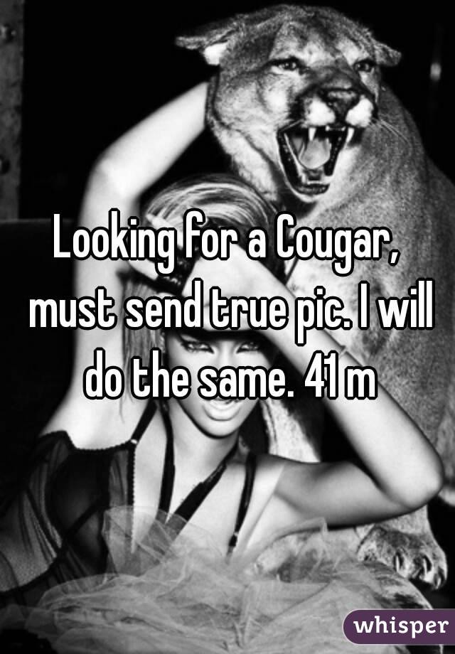 Looking for a Cougar, must send true pic. I will do the same. 41 m