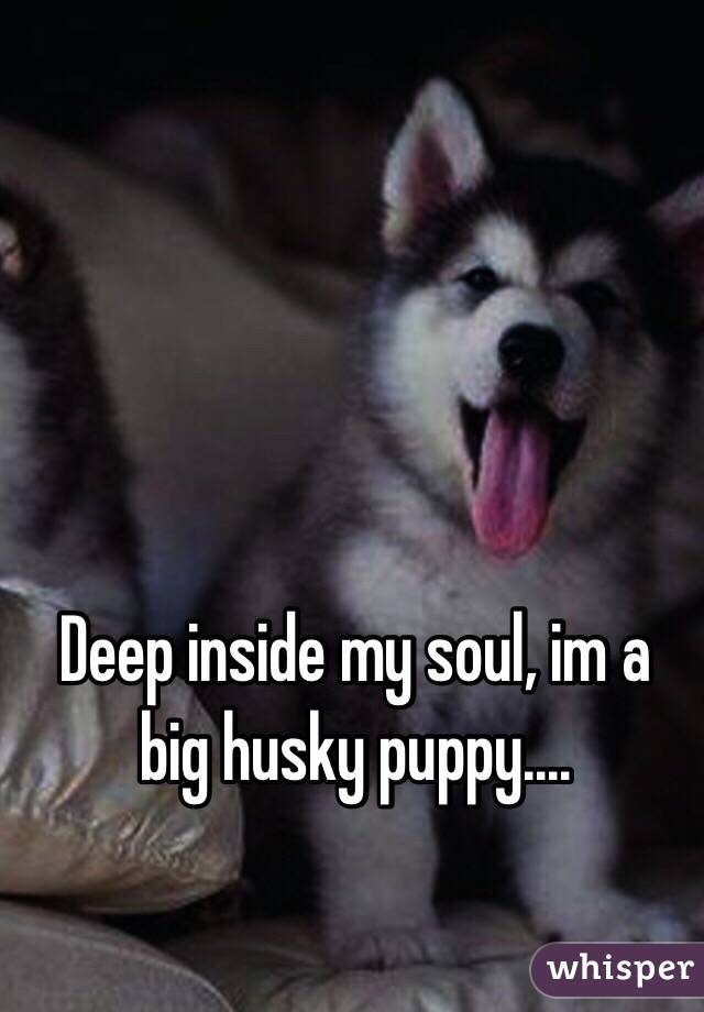 Deep inside my soul, im a big husky puppy....