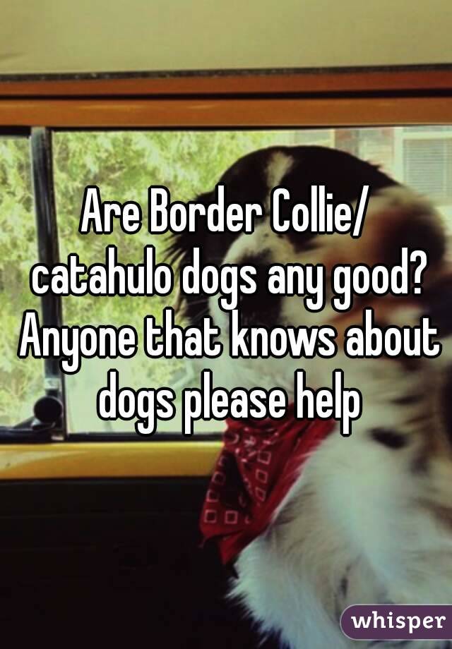 Are Border Collie/ catahulo dogs any good? Anyone that knows about dogs please help