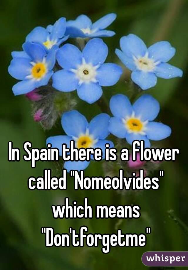 In Spain there is a flower called "Nomeolvides" which means "Don'tforgetme"