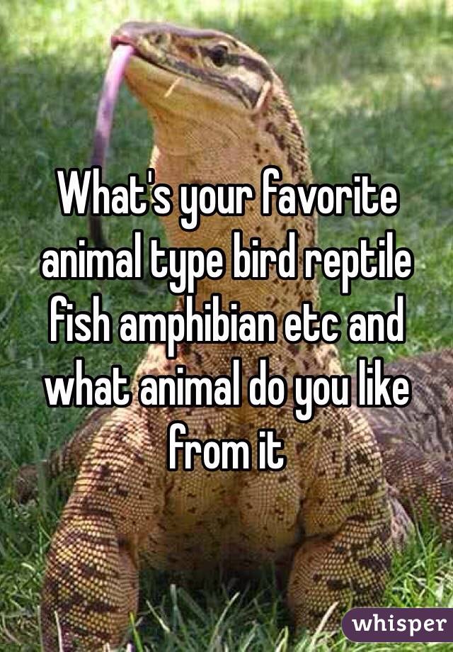 What's your favorite animal type bird reptile fish amphibian etc and what animal do you like from it