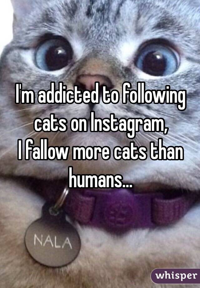 I'm addicted to following cats on Instagram,
I fallow more cats than humans...
