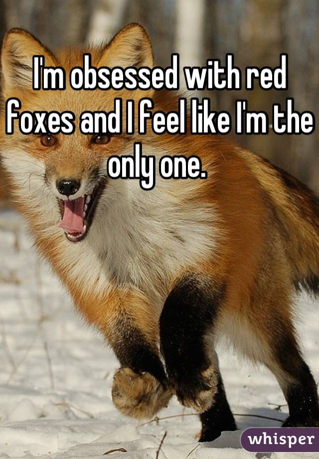 I'm obsessed with red foxes and I feel like I'm the only one. 