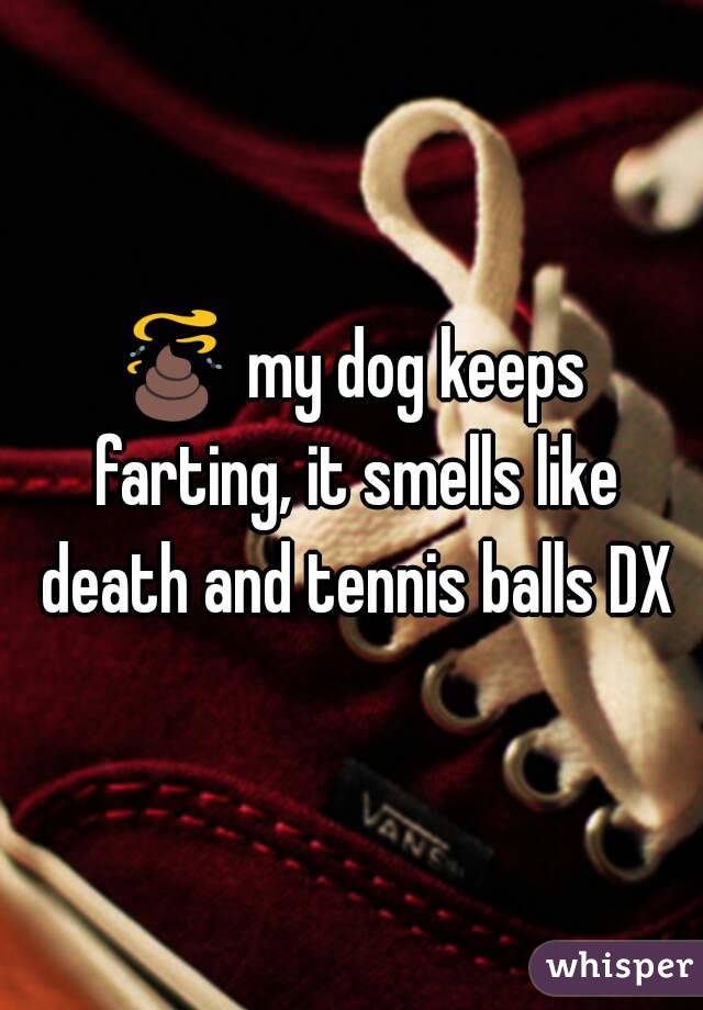 💩 my dog keeps farting, it smells like death and tennis balls DX