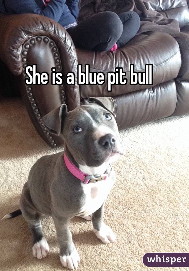 She is a blue pit bull 