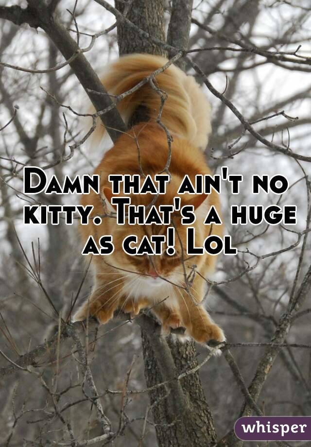 Damn that ain't no kitty. That's a huge as cat! Lol