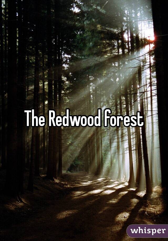 The Redwood forest 