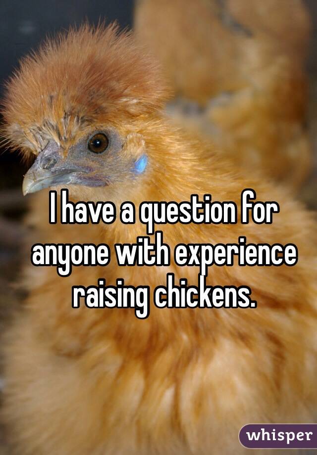I have a question for anyone with experience raising chickens.