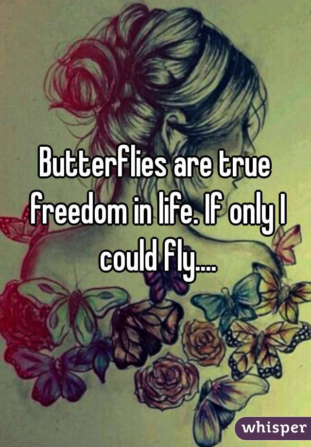 Butterflies are true freedom in life. If only I could fly....
