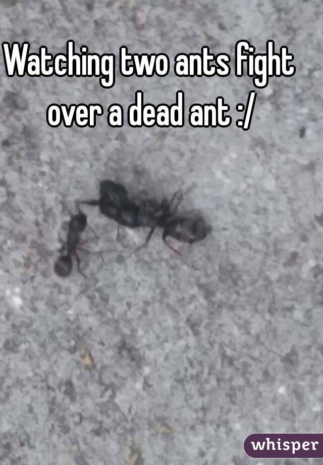 Watching two ants fight over a dead ant :/