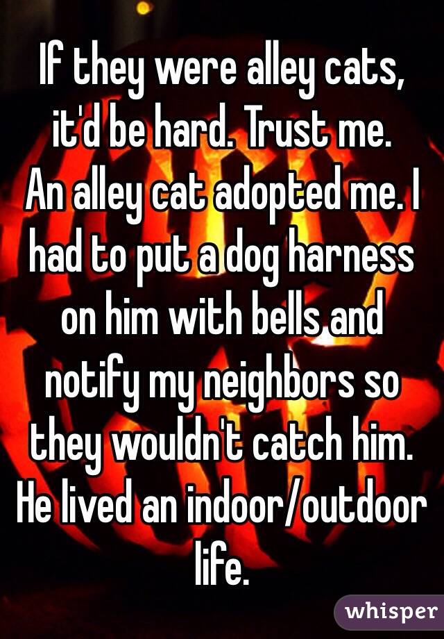If they were alley cats, it'd be hard. Trust me. 
An alley cat adopted me. I had to put a dog harness on him with bells and notify my neighbors so they wouldn't catch him. He lived an indoor/outdoor life. 