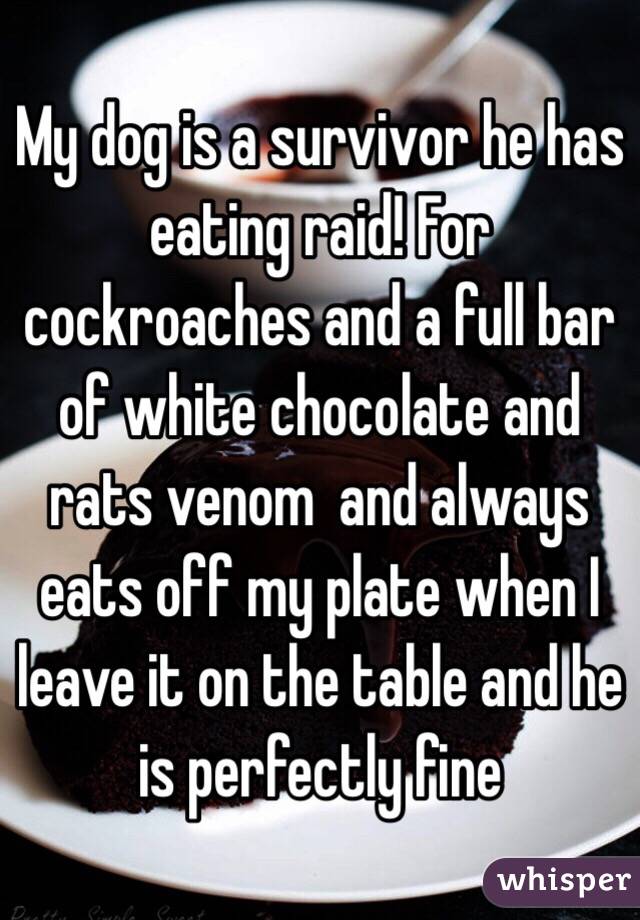 My dog is a survivor he has eating raid! For cockroaches and a full bar of white chocolate and rats venom  and always eats off my plate when I leave it on the table and he is perfectly fine 