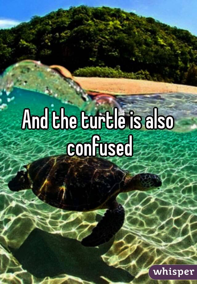 And the turtle is also confused