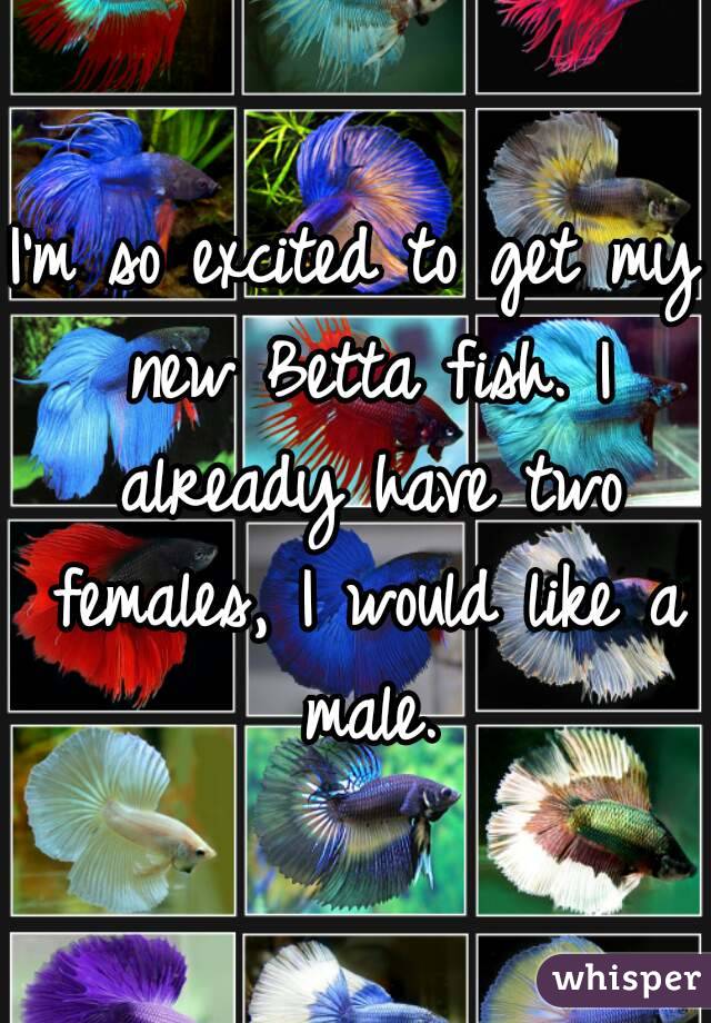 I'm so excited to get my new Betta fish. I already have two females, I would like a male.