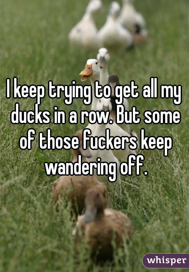 I keep trying to get all my ducks in a row. But some of those fuckers keep wandering off.