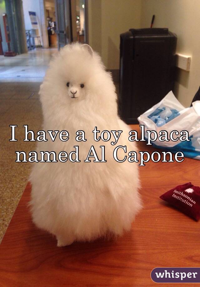 I have a toy alpaca named Al Capone 