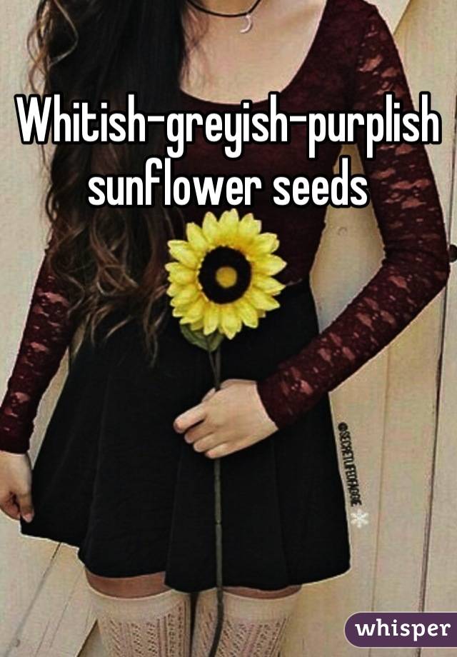 Whitish-greyish-purplish sunflower seeds