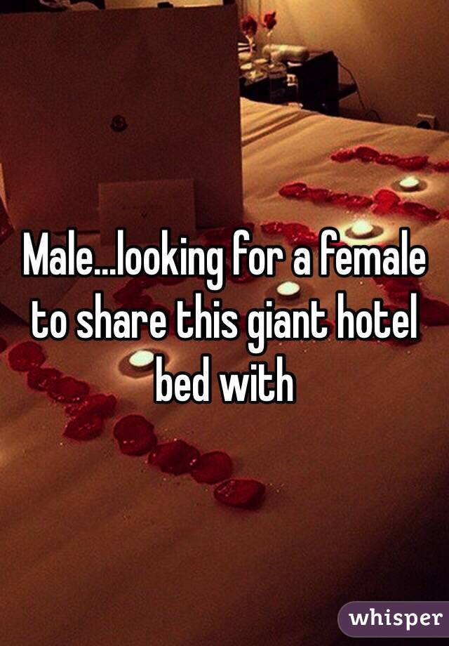 Male...looking for a female to share this giant hotel bed with 