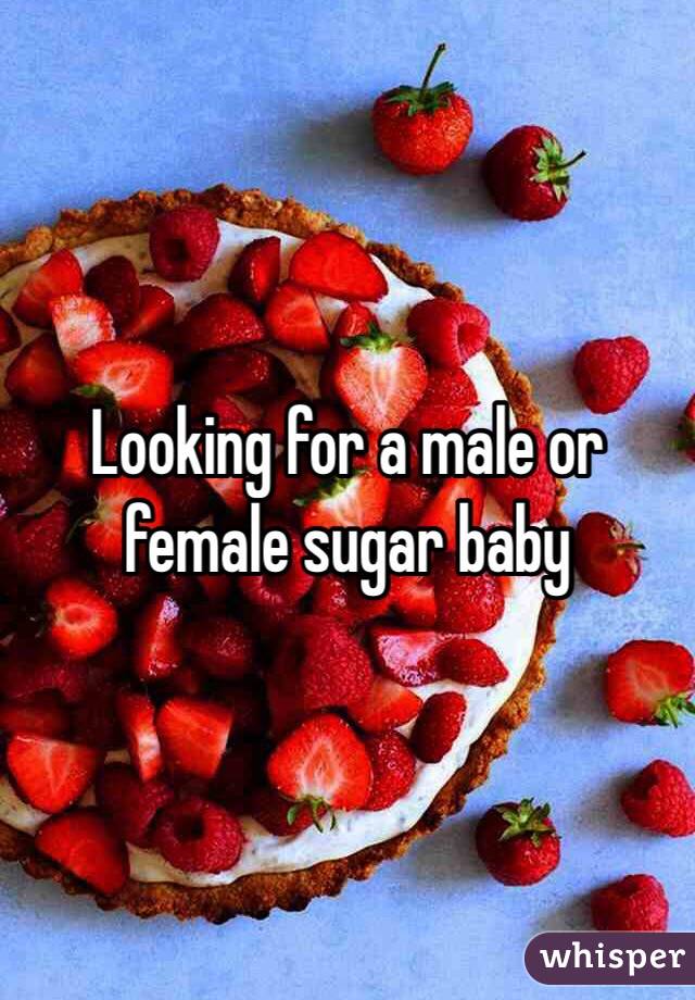 looking-for-a-male-or-female-sugar-baby