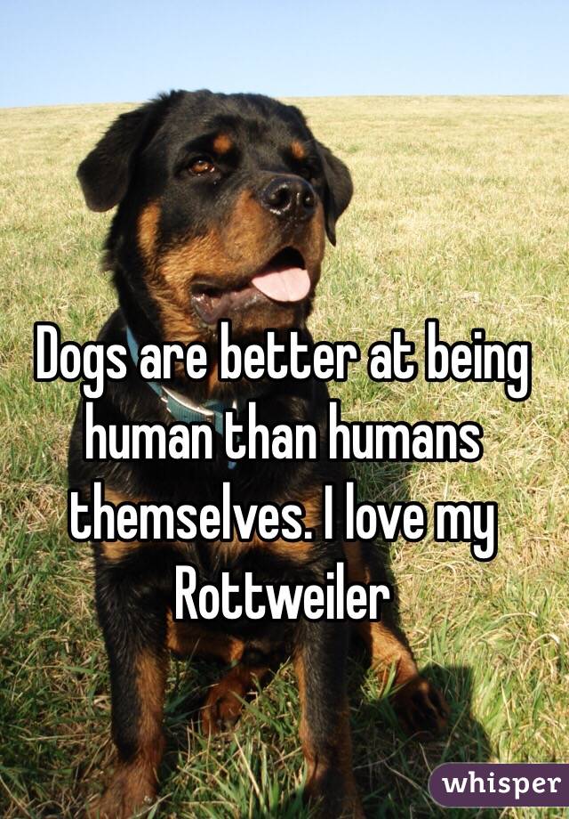 Dogs are better at being human than humans themselves. I love my Rottweiler