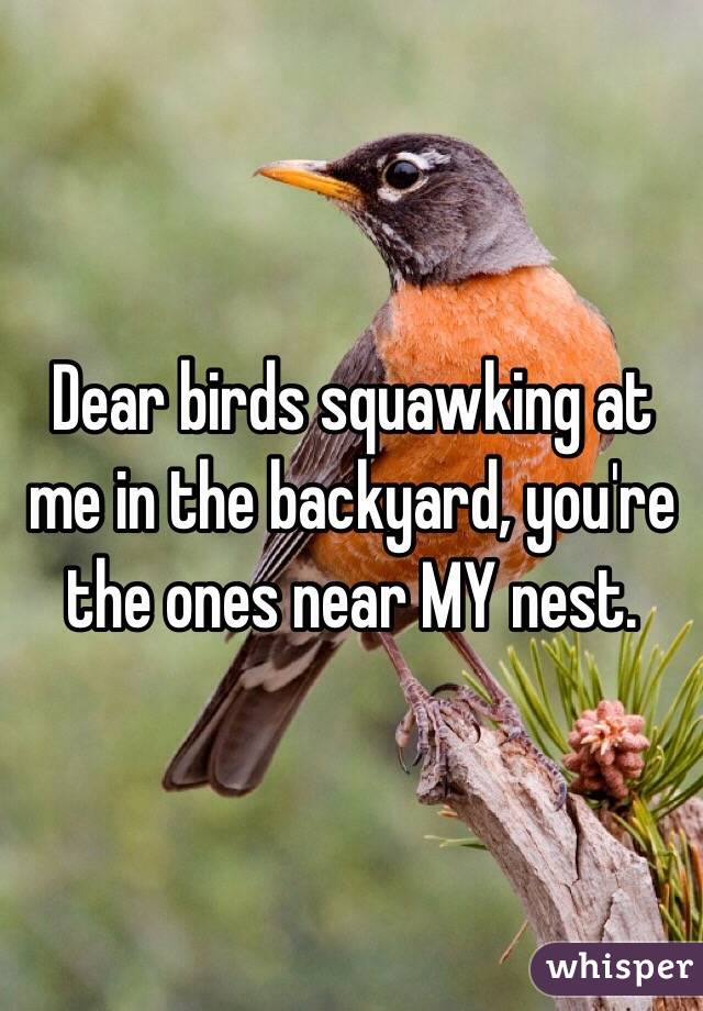 Dear birds squawking at me in the backyard, you're the ones near MY nest.