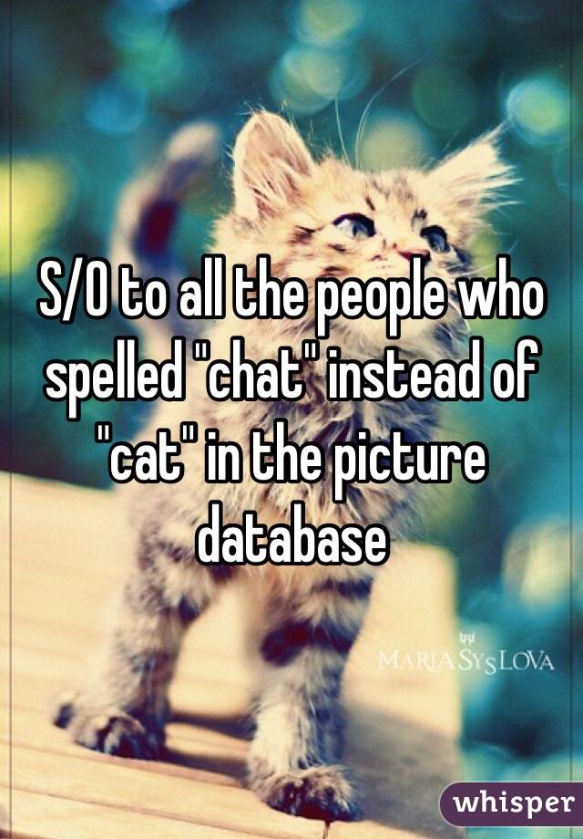 S/O to all the people who spelled "chat" instead of "cat" in the picture database  