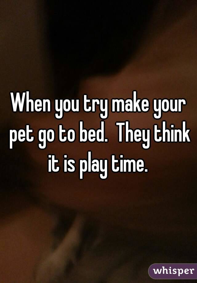 When you try make your pet go to bed.  They think it is play time. 