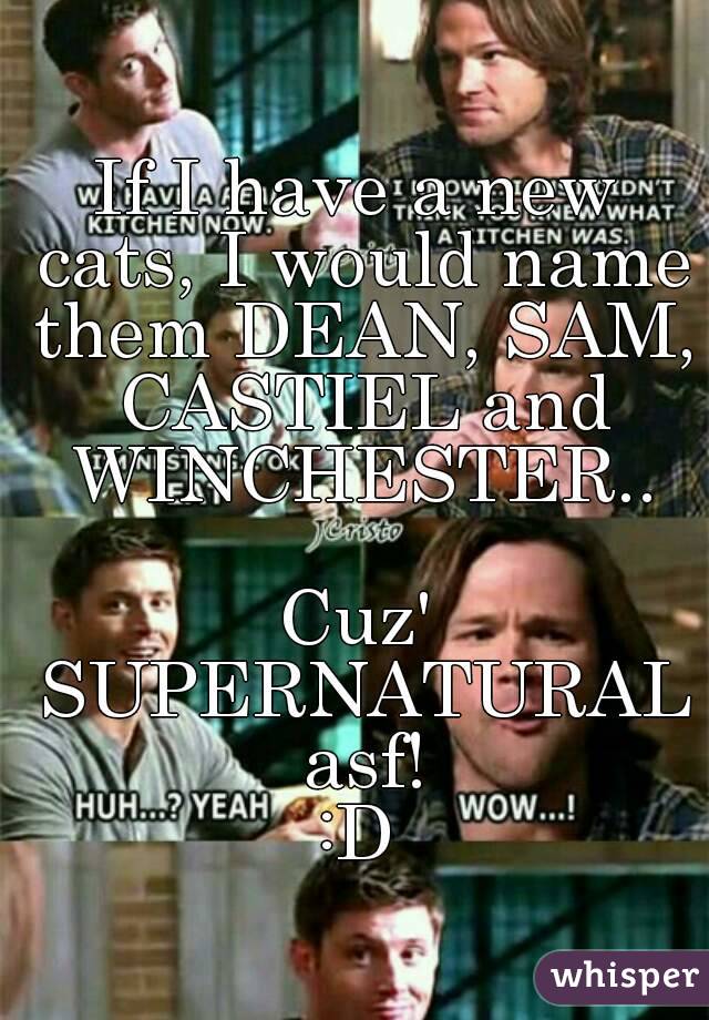 If I have a new cats, I would name them DEAN, SAM, CASTIEL and WINCHESTER..

Cuz' SUPERNATURAL asf!
:D