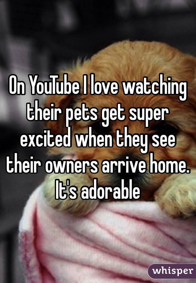 On YouTube I love watching their pets get super excited when they see their owners arrive home. It's adorable 