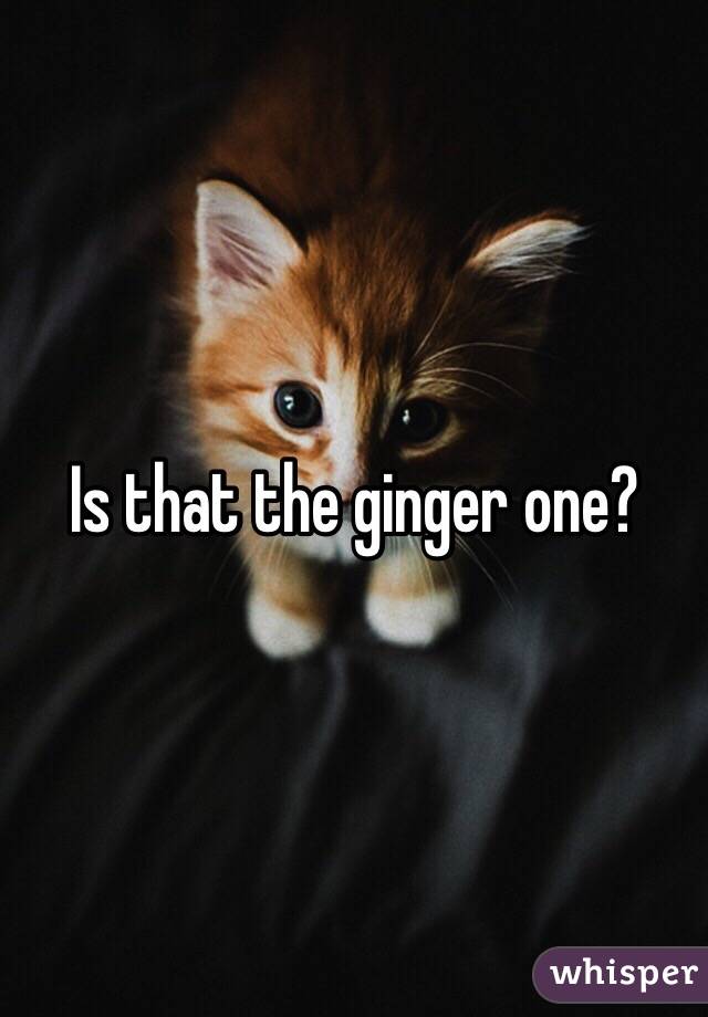Is that the ginger one?