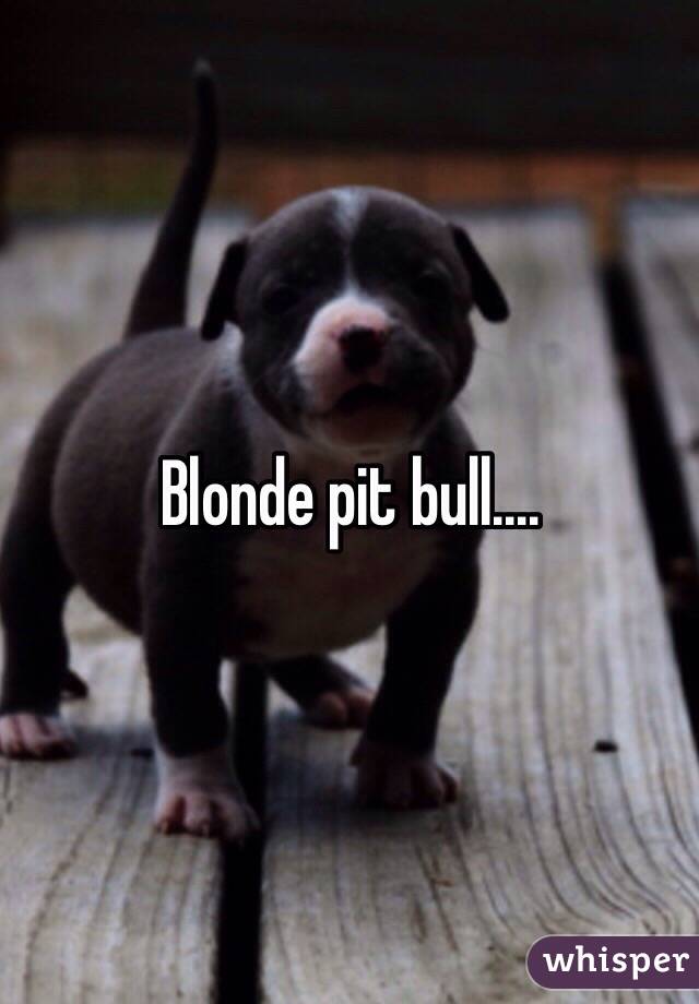 Blonde pit bull....